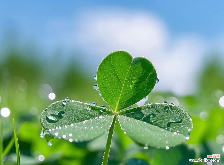 三叶草的寓意和花语是什么?如何挑选幸运的花束?