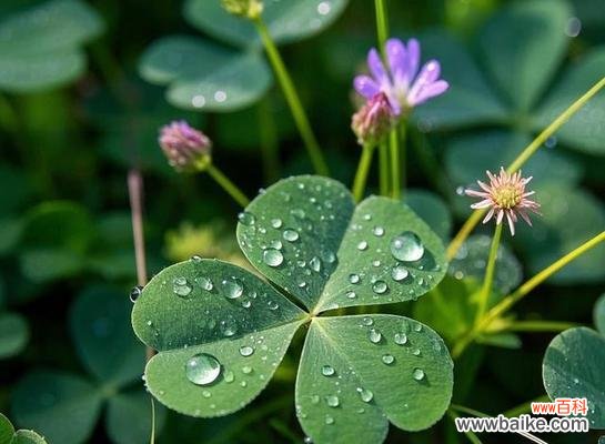 三叶草的寓意和花语是什么?如何挑选幸运的花束?