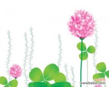 三叶草的寓意和花语是什么？如何挑选幸运的花束？