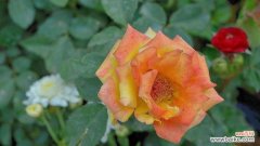 哪些花语既好看又有好的寓意？它们分别代表什么？