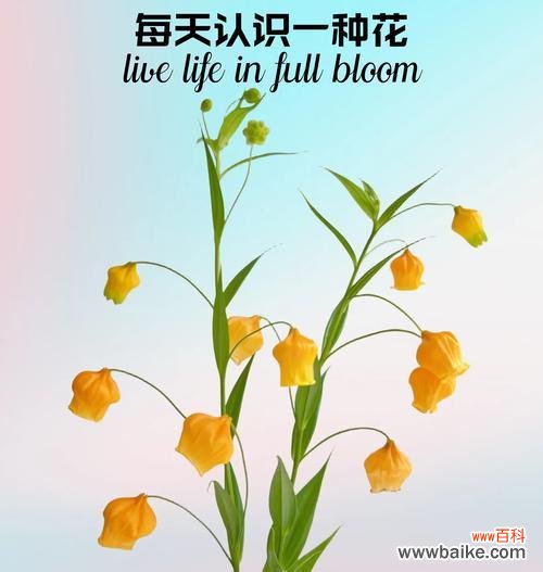 叶子花属的花语有何深意?适合什么场合?