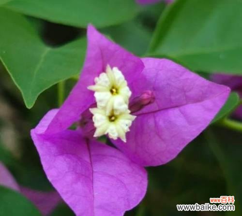 叶子花属的花语有何深意?适合什么场合?