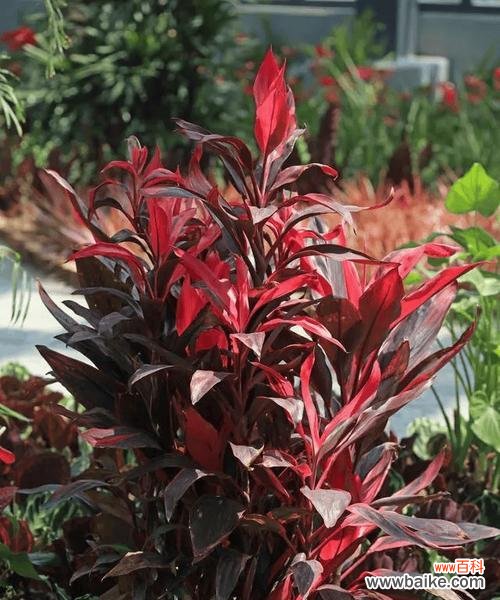 叶子花属的花语有何深意?适合什么场合?