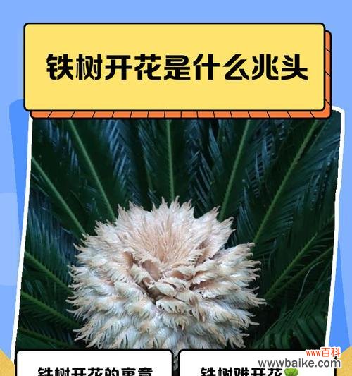 铁树开花罕见,它的花语有何深意?