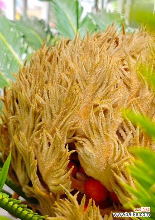 铁树开花罕见,它的花语有何深意?