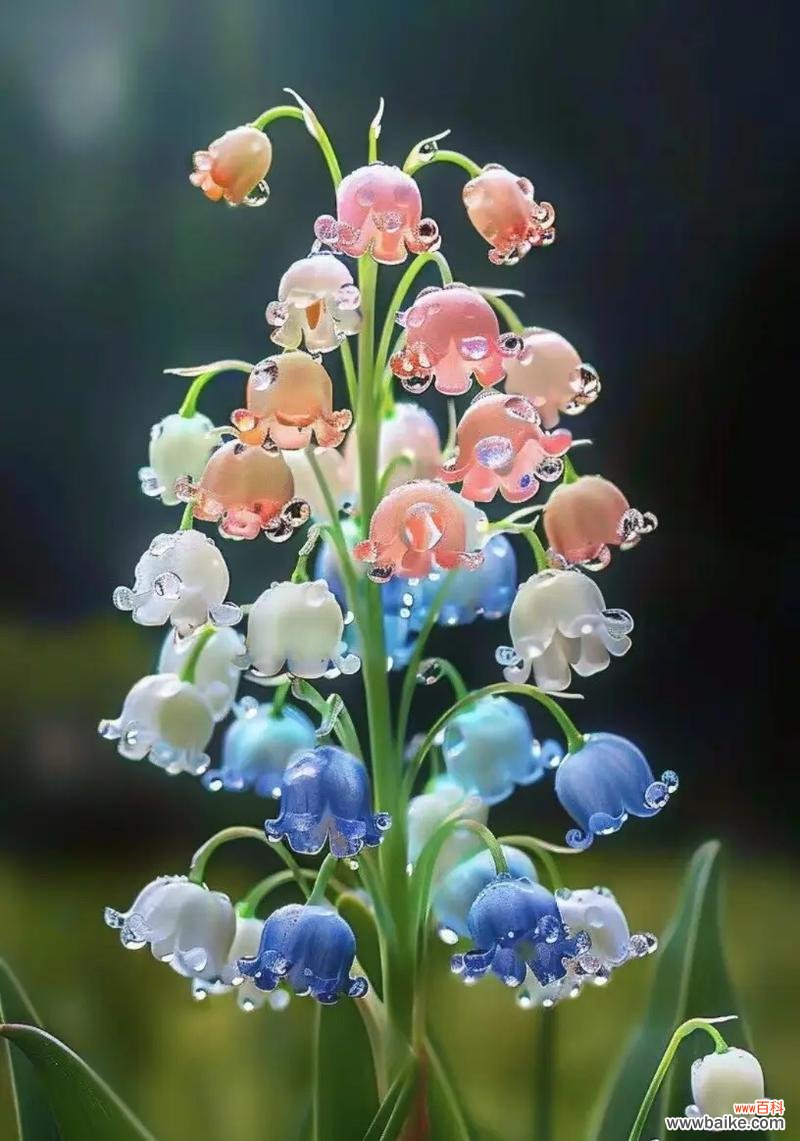 看不透的花语是什么意思？哪种花的含义难以捉摸？