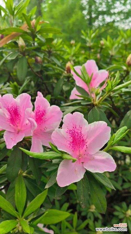 看不透的花语是什么意思？哪种花的含义难以捉摸？