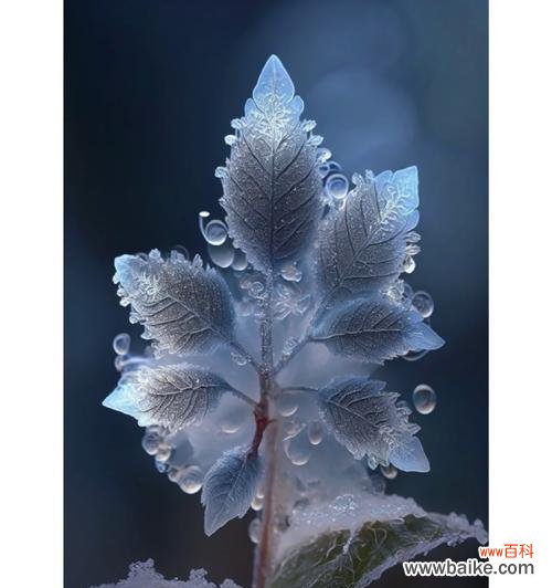 看不透的花语是什么意思？哪种花的含义难以捉摸？