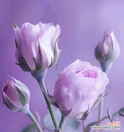 紫色彩玫瑰代表什么情感？
