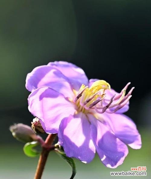 奇葩花朵的独特花语是什么?它们象征着什么?