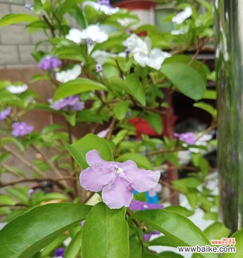 奇葩花朵的独特花语是什么?它们象征着什么?