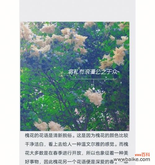 奇葩花朵的独特花语是什么?它们象征着什么?