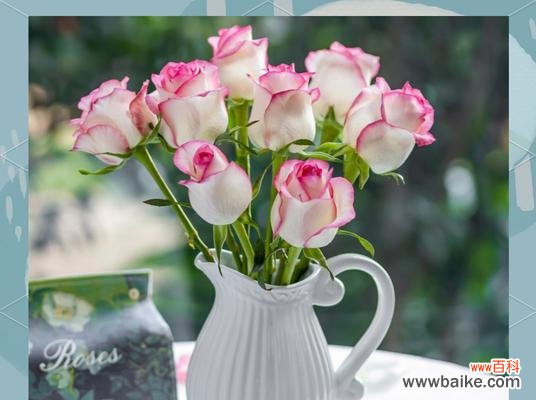 爱莎公主玫瑰有何特别花语?