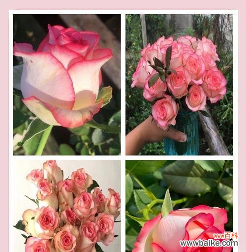 爱莎公主玫瑰有何特别花语?