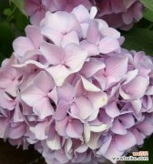 深情厚意、美丽浪漫的绣球花，揭示着什么？ 绣球花的花语与象征意义