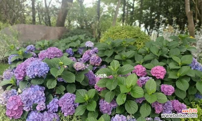 深情厚意、美丽浪漫的绣球花，揭示着什么？ 绣球花的花语与象征意义