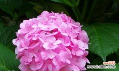 探秘绣球花的丰富寓意 绣球花的花语与传说