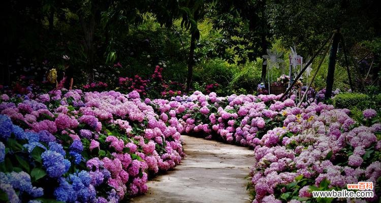 探索绣球花的花语及象征意义 绣球花语的美丽寓意