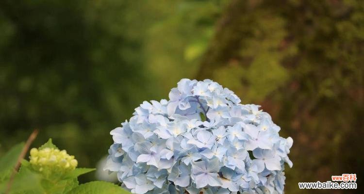 深入解读绣球花的花语及寓意，了解它的美丽与纯洁 绣球花的花语寓意——寓意美丽与纯洁