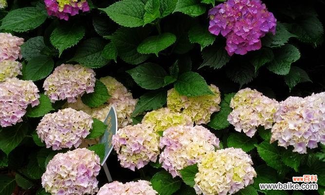 深入解读绣球花的花语及寓意，了解它的美丽与纯洁 绣球花的花语寓意——寓意美丽与纯洁