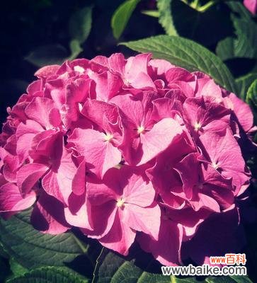 解读绣球花的神秘语言与寓意 探秘绣球花的花语