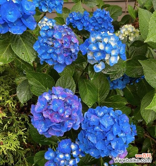 解读绣球花的神秘语言与寓意 探秘绣球花的花语