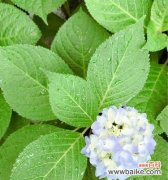 用绣球花传递心意，这是它的花语和寓意 绣球花的花语与寓意