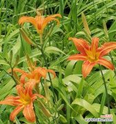 从生命之花到吉祥之花——探索萱草的花语之美 萱草花语之美——寓意、文化与象征