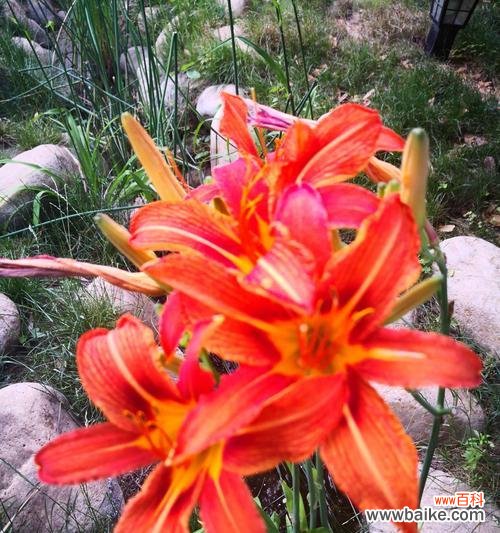 从生命之花到吉祥之花——探索萱草的花语之美 萱草花语之美——寓意、文化与象征