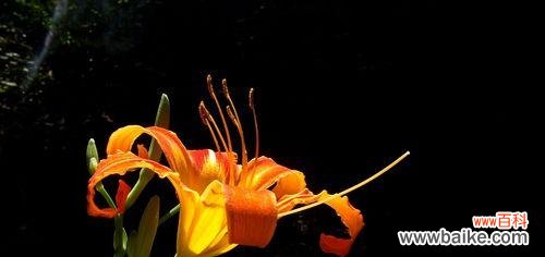 唤醒内心的力量，拥抱未来 以萱草的寓意——勇往直前