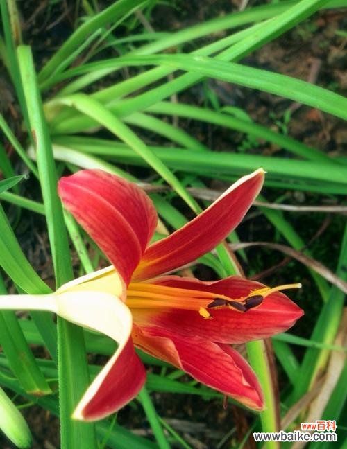 唤醒内心的力量，拥抱未来 以萱草的寓意——勇往直前