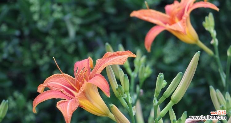 探寻萱草的深刻意义,融入生活中的美好 以萱草的寓意和象征为主题的文章