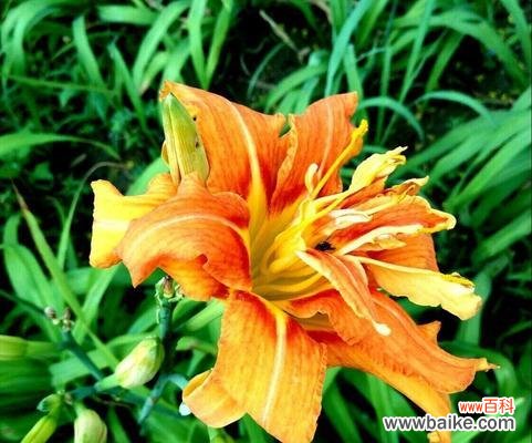 探寻萱草的深刻意义,融入生活中的美好 以萱草的寓意和象征为主题的文章