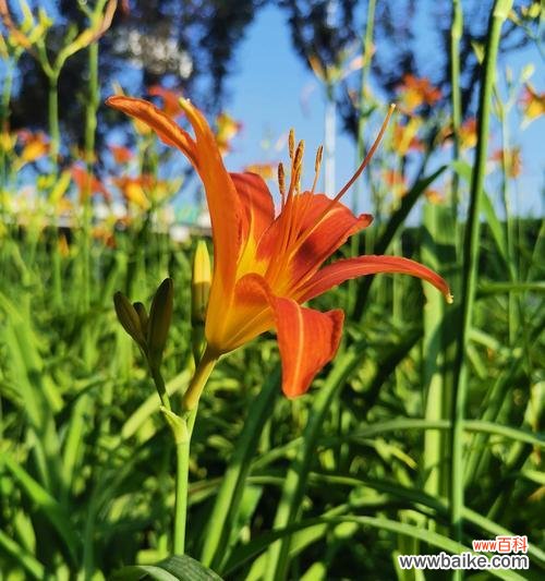 揭示萱草花语的深刻内涵，传达人们对美好生活的向往 以萱草花语为主题的文章——美好的寓意与象征