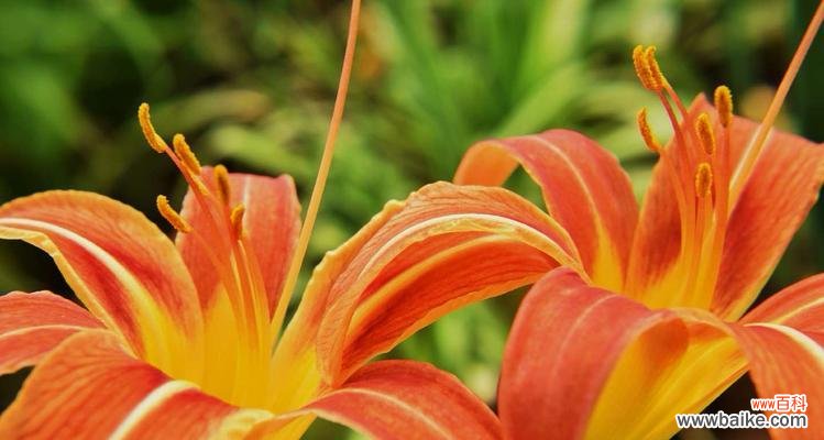 传递真情的花朵 萱草花语与寓意