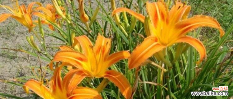 唤起生命力的代表，萱草花的特殊寓意 萱草花的寓意象征