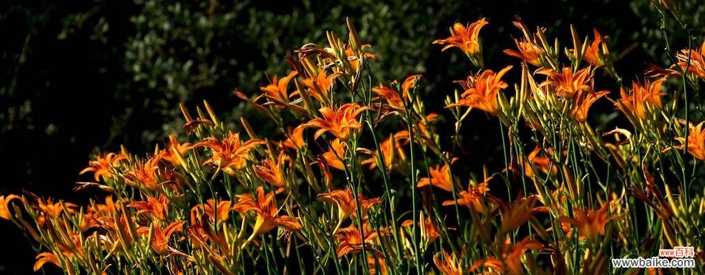 唤起生命力的代表，萱草花的特殊寓意 萱草花的寓意象征