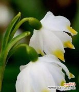 寻找内心真善美的启示 雪莲花