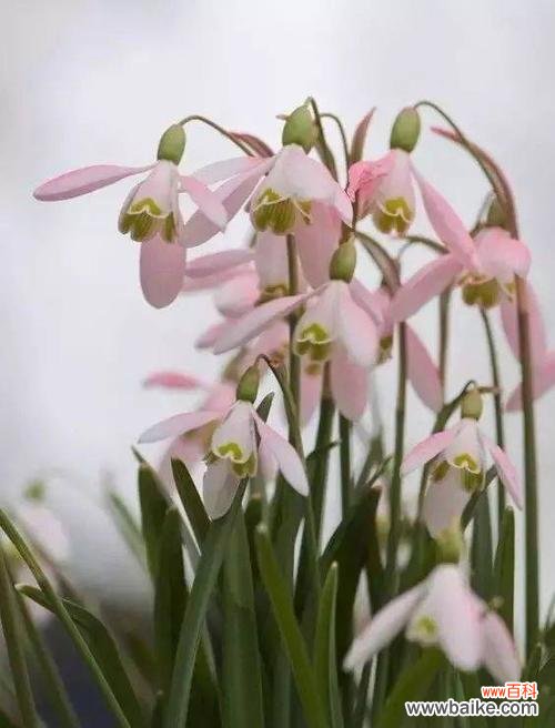 寻找内心真善美的启示 雪莲花