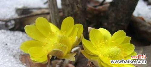 雪莲花的美丽与象征 雪莲花的花语——纯洁与坚强