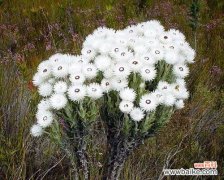 雪莲花的美丽与象征 雪莲花的花语——纯洁与坚强