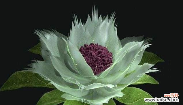 雪莲花的美丽与象征 雪莲花的花语——纯洁与坚强