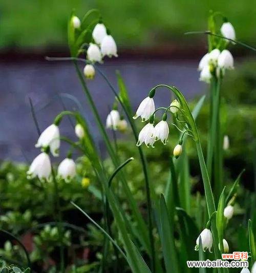 揭秘花神的千年誓言，寒冷与美丽的交织 雪滴花