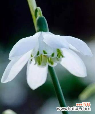 揭秘花神的千年誓言，寒冷与美丽的交织 雪滴花