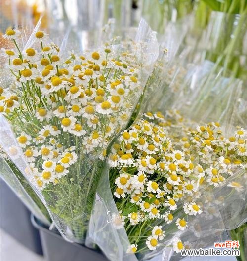 探寻洋甘菊的花语与意义 洋甘菊的浪漫花语