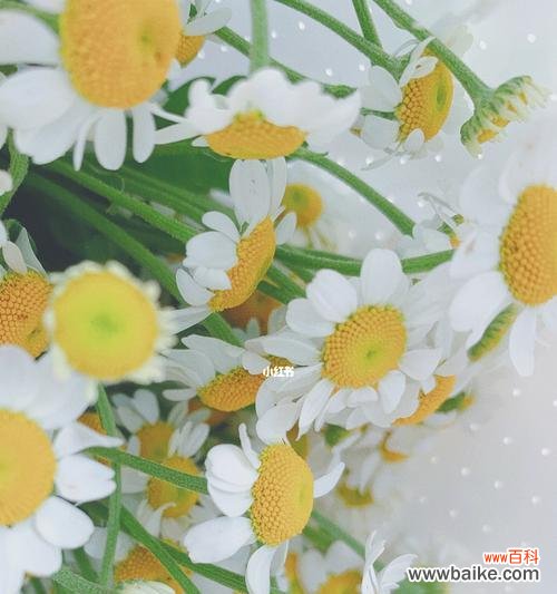 探寻洋甘菊的花语与意义 洋甘菊的浪漫花语