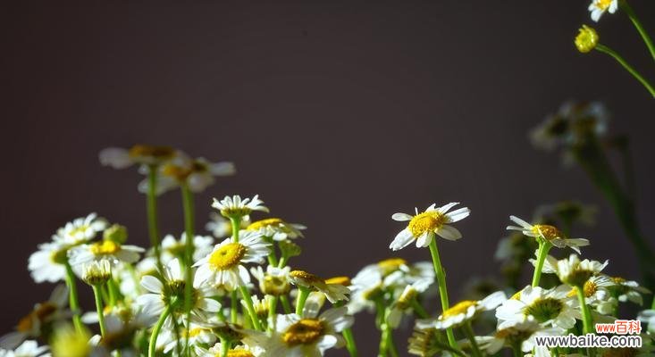 探寻洋甘菊的花语与意义 洋甘菊的浪漫花语