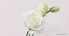 解读洋桔梗花的花语，传达不同的情感与寓意 洋桔梗花语与寓意