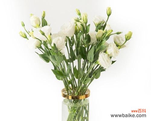 洋桔梗的花语及象征意义 洋桔梗花语寓意解析