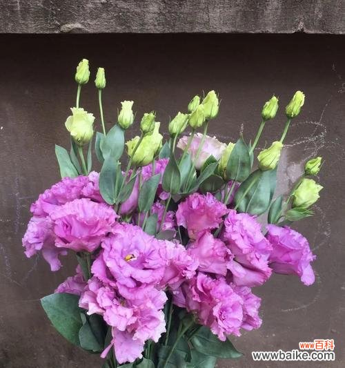 传递希望与友谊的花朵 洋桔梗的花语与寓意